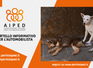 Per i danni provocati all’utente della strada da cani randagi è responsabile l’ASL!